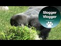 Silverback Gorilla Investigates What Spooks Mother And Son