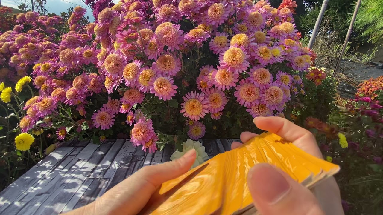 Chọn tụ bài: HỌ CÒN YÊU BẠN KHÔNG? #iktarot#tarot