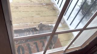 Opossum on the Porch