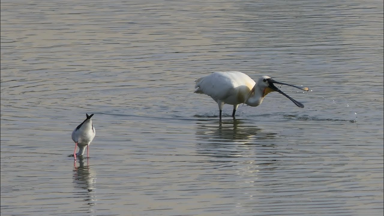 Watch how these Eurasian Spoonbills use their beaks to feed in shallow water