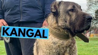 Turkish Kangal Shepherd  TOP 10 Interesting Facts