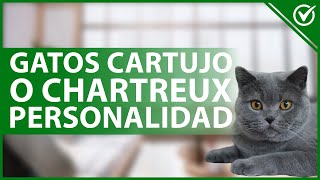 GATOS CHARTREUX o CARTUJO: Características, personalidad y cuidados