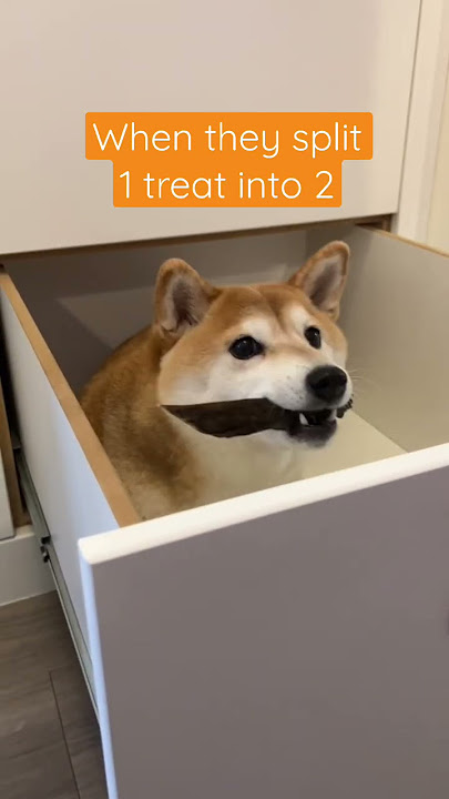 I wanna kill my mom, I wanna kill my dad - Dog TikTok Trend