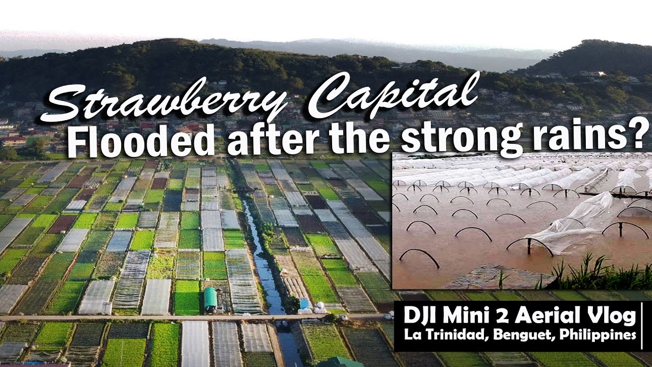 DJI Mini 2 Aerial Drone Shots in 4k La Trinidad Strawberry Vegetable Farms After 3 Weeks of Monsoon