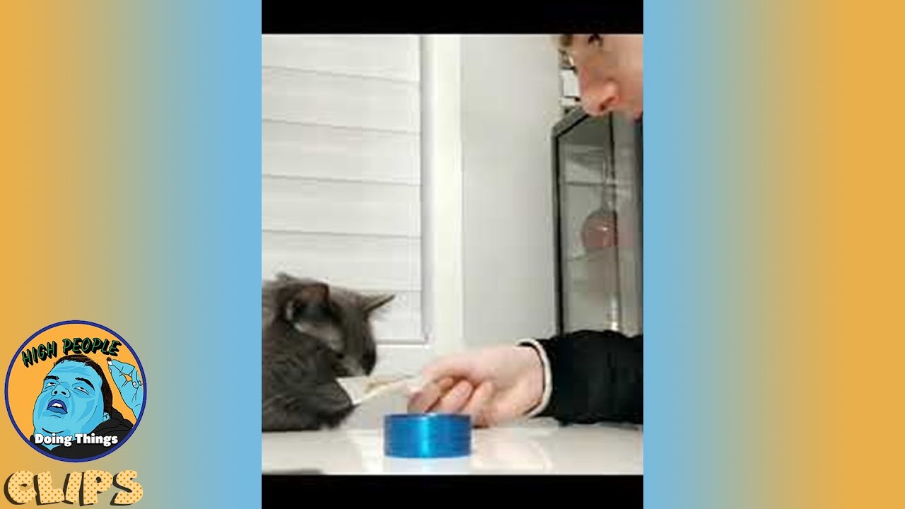 Kitty Reacts After Sniffing | High People Doing Things