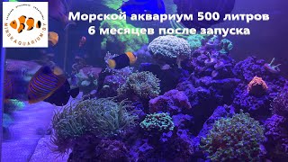 Морской аквариум 500 литров дома. 6 месяцев после запуска.