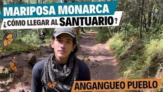 Mariposa Monarca en Michoacán Santuario | Guía Completa