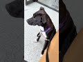 Cha Cha Shakes video