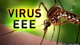 An Imminent Threat to Public Health declared for SLC because of EEE thumbnail
