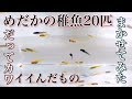 メダカの稚魚20匹お任せセット 久しぶりの開封