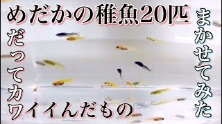 メダカの稚魚20匹お任せセット 久しぶりの開封