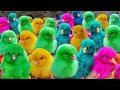World cute chickens colorful chickens rainbows chickens cute ducks cat rabbitscute animals