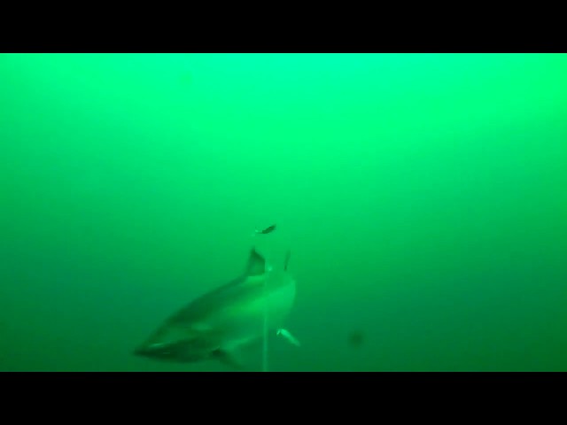 Trolling King Salmon - Underwater View 