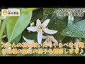今年のみかんの出来を占う蕾の状態は！？花が咲いたら必要な防除も解説～みかん成長観察2025年5月編～
