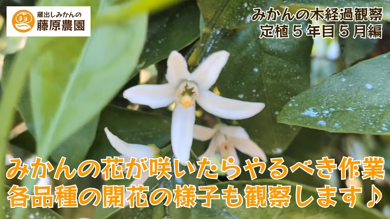 みかんの花の中からみかんの赤ちゃんが！みかん日記2025年6月編