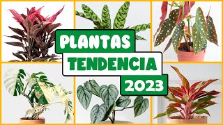 Estas PLANTAS DE INTERIOR serán TENDENCIA en el 2023