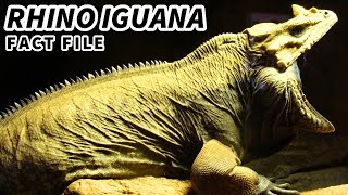 Rhinoceros Iguana Facts: the IGUANA with a HORN  Animal Fact Files
