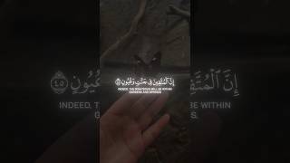 Download Lagu Surah Al-Hijr || Heart warming Recitation by Hazza Albalushi 🤍 #viralshorts #quran #قران_كريم MP3