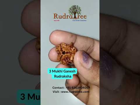Divine Blessings Unleashed: Harness the Power of 3 Mukhi Ganesha Rudraksha