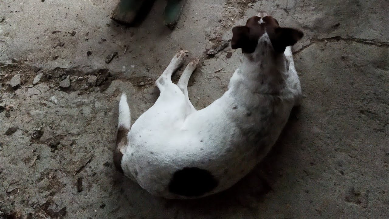 По вашим просьбам пилим дрова - YouTube