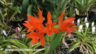 OrchidWeb - Cattleya aurantiaca