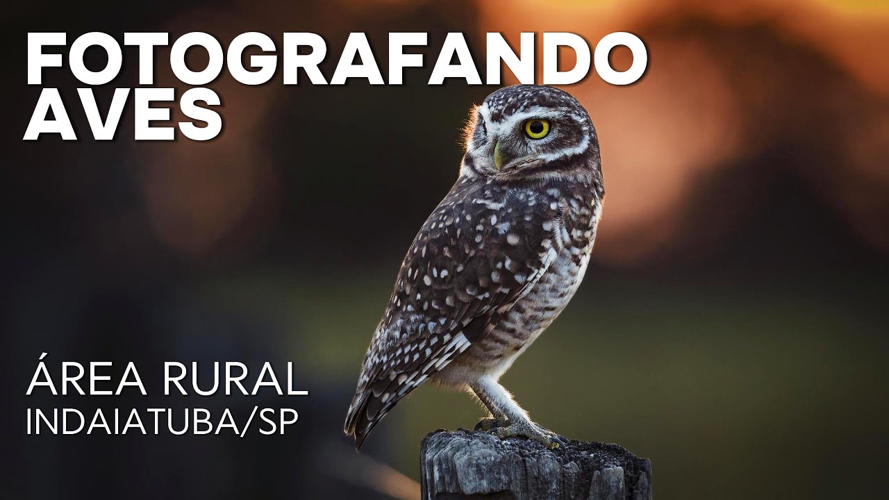 FOTOGRAFANDO AVES - ÁREA RURAL - INDAIATUBA/SP