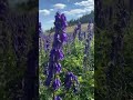 Wildflower meadow in the Alps 阿爾卑斯上鮮豔的野花 #shorts