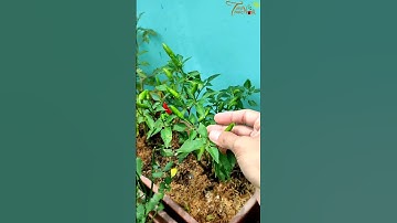 manfaat cabe rawit yang menguntungkan dibalik enaknya makan gorengan #shorts
