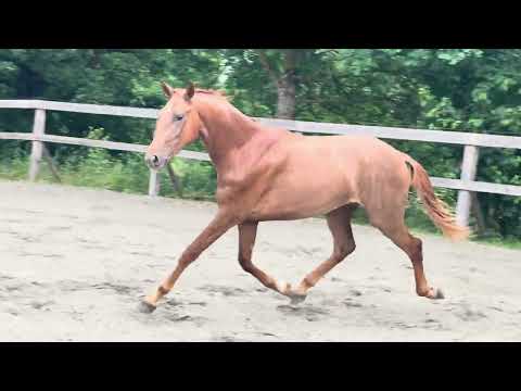 The Copper Secret de St Jean - Video 2