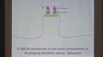 ASF Scientific Symposium: Dendritic Spine Development in Dup15q and AS
