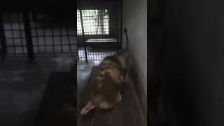 Лев Симба поел и зовёт танцевать | Simba the lion has eaten and calls to dance #карен #shortvideo