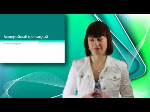 Малярийный плазмодий. Онлайн подготовка к ЕГЭ по Биологии.