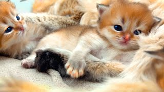 Mommy cat has to use force to clean her kittens. The naughty kittens are fighting back