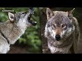 POR QUÉ ES CASI IMPOSIBLE TENER UN UN LOBO DE MASCOTA? DOCUMENTAL