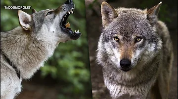 ¿Se puede domar a un lobo?