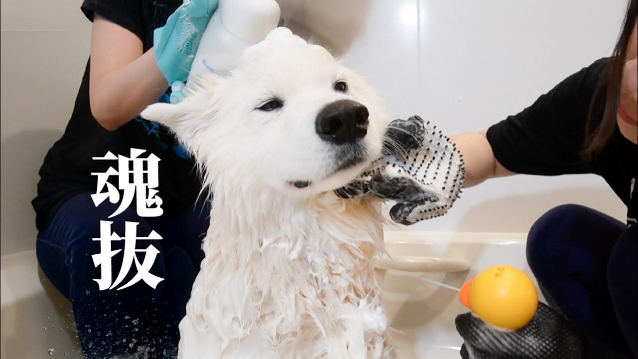 大嫌いなお風呂になると終始なされるがままな犬がかわいすぎました…w