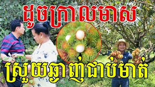 ដូចក្រាលមាសពេញដើម សាច់ស្រួយឆ្ងាញ់ណាស់ ផ្លែល្អៗ មួយដើមរាប់រយគីឡូ