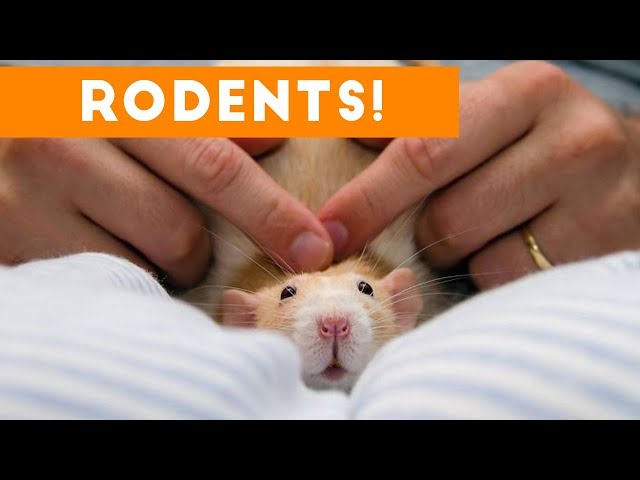 Incredible Rat & Rodent Videos of 2017 Weekly Compilation | Funny Pet Videos