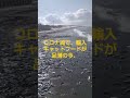 スーパー猫の日!! 猫のご飯がこんなに!?【イワシがうち上がる】
