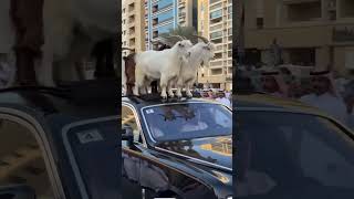 Hewan Kurban Naik Rolls-Royce! Fenomena Viral Arab Saudi 😳🐏