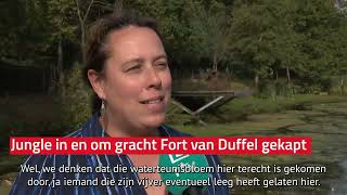 Download Lagu Jungle in en om gracht Fort van Duffel gekapt MP3 Download Lagu Jungle in en om gracht Fort van Duffel gekapt MP3