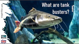 What are Tank Busters | MH Aquatics