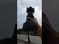 canon 70d with 18-135 lens #canon #canon200d #shortvideo #trending #canon #nature #nikon #canonR