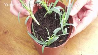 Gardening Project: Rooting Carnations