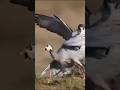 falcon el cazador mas rapido del planeta