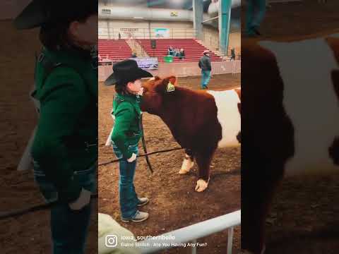 Cattle Show