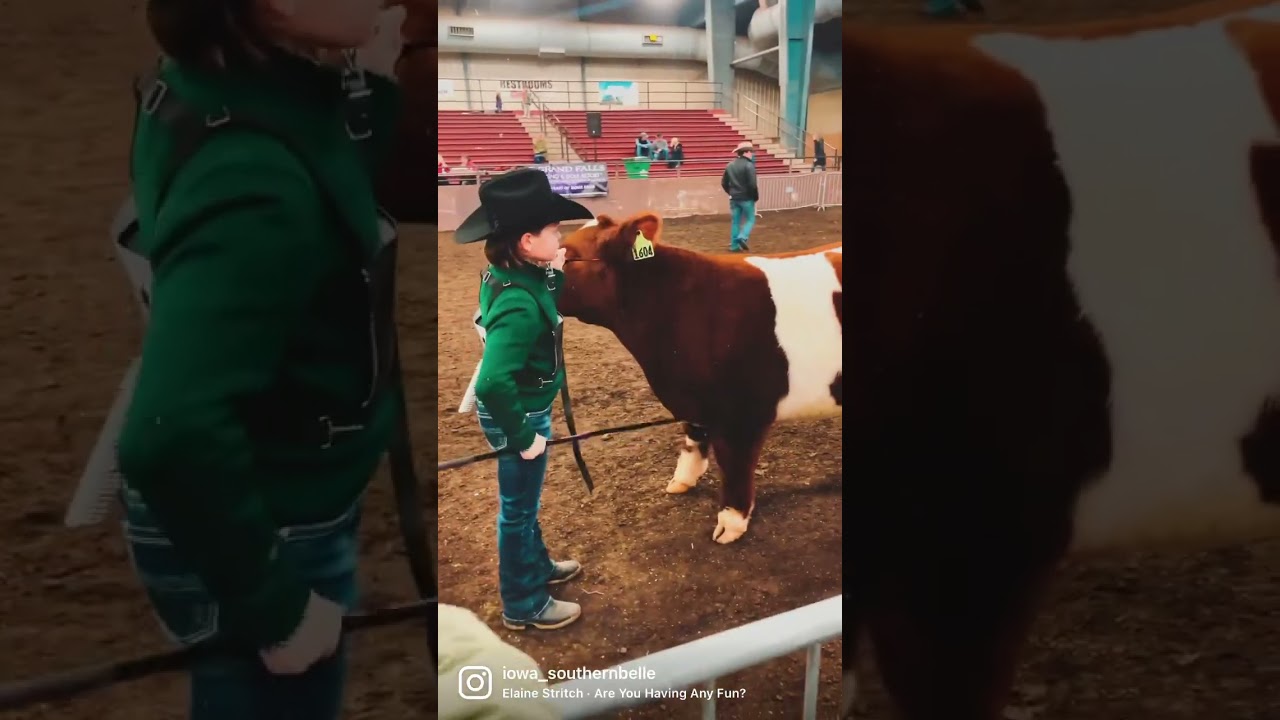 Cattle Show [kids showing cattle]