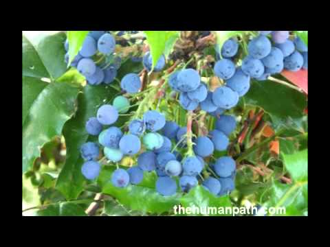 Practical Herbal Uses of Oregon Grape and Algerita - Extraordinary Medicinal Plants!