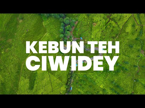 Sejuk dan Indahnya Pemandangan Kebun Teh Ciwidey di Kabupaten Bandung