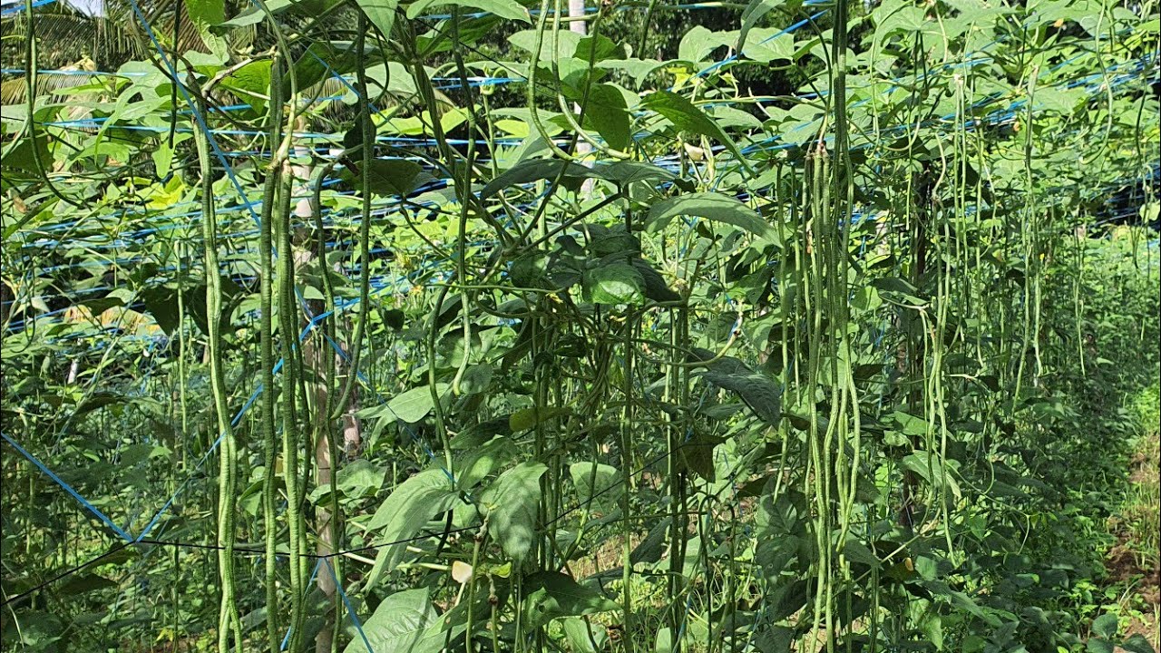 ANONG BEST VARIETY NG SITAW ? NA DAPAT MONG ITANIM? BEGINNERS GUIDE